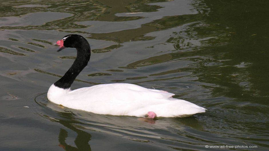 Cisne de Cuello Negro, Guia de Fauna. RutaChile.   - BOLIVIA