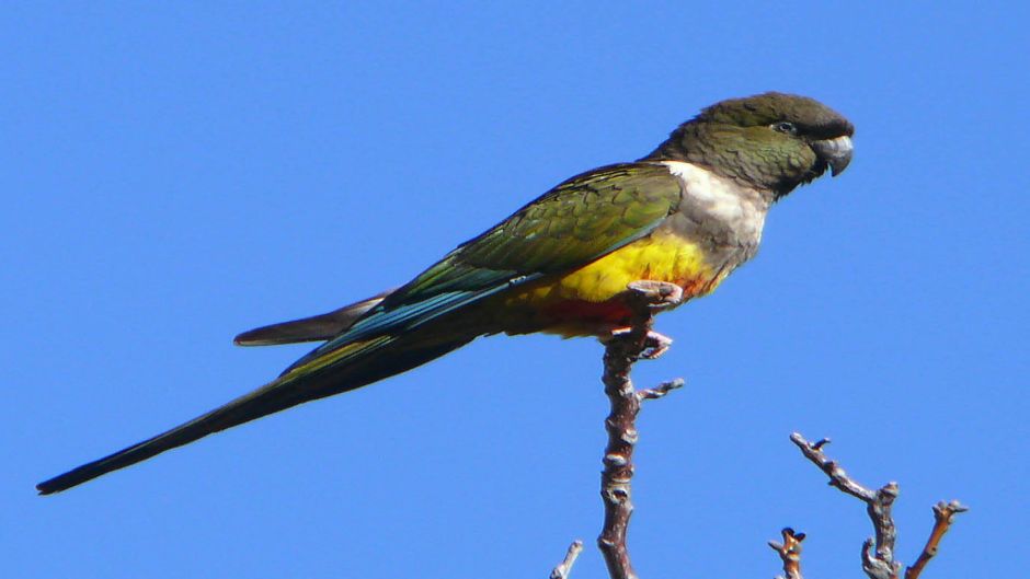 Loro Tricahue, Guia de Fauna. RutaChile.   - URUGUAY