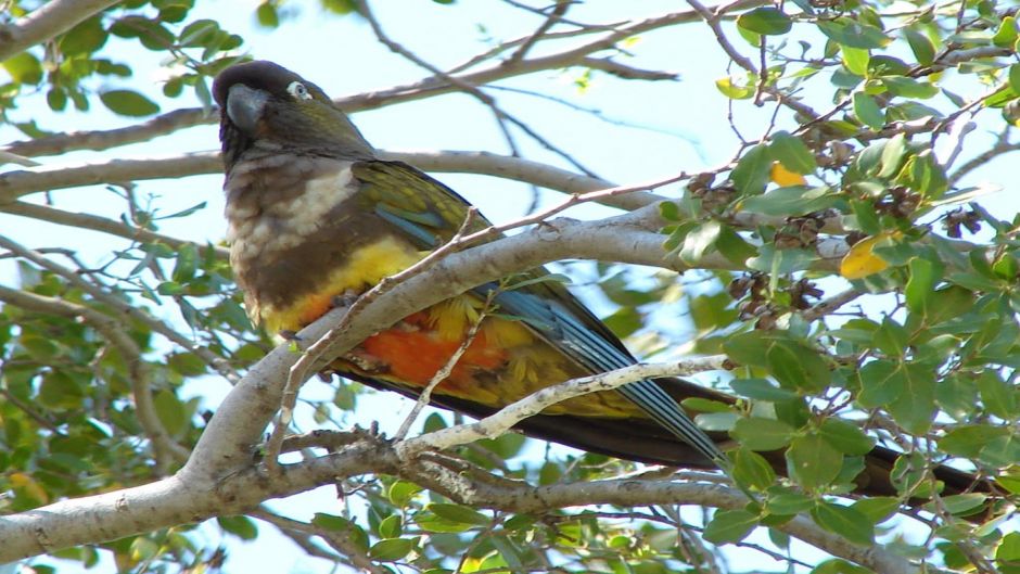 Loro Tricahue, Guia de Fauna. RutaChile.   - CHILE