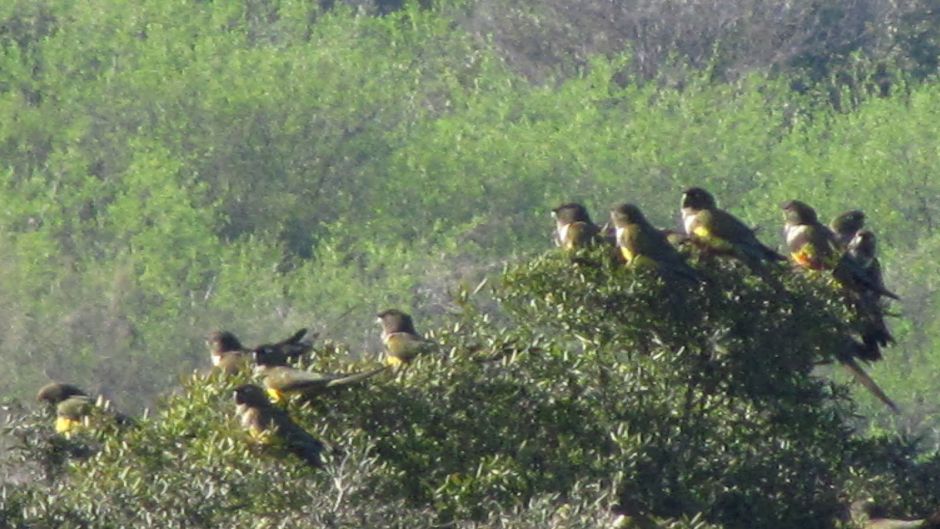 Loro Tricahue, Guia de Fauna. RutaChile.   - 