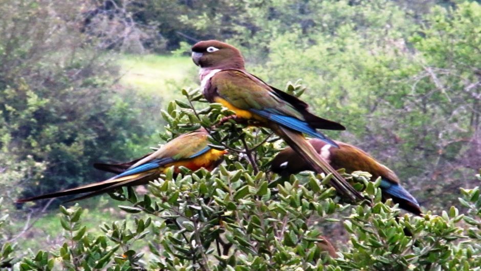 Loro Tricahue, Guia de Fauna. RutaChile.   - URUGUAY