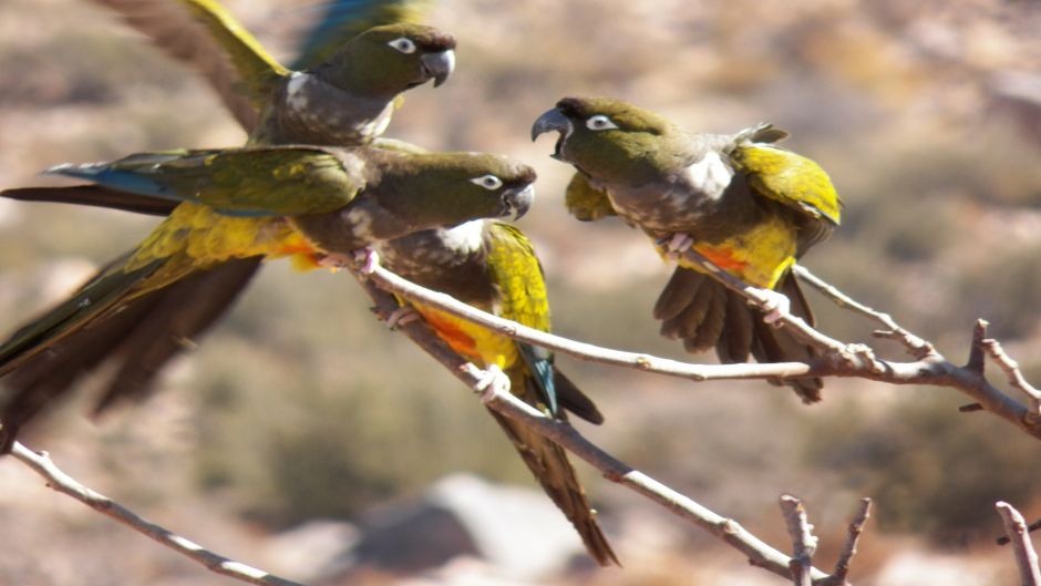 Loro Tricahue, Guia de Fauna. RutaChile.   - URUGUAY