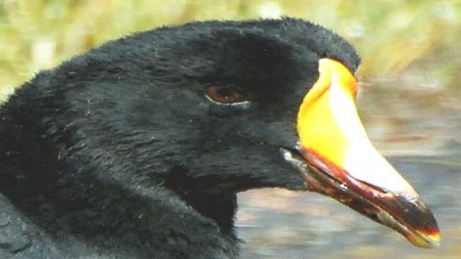 Tagua Gigante, Guia de Fauna. RutaChile.   - 