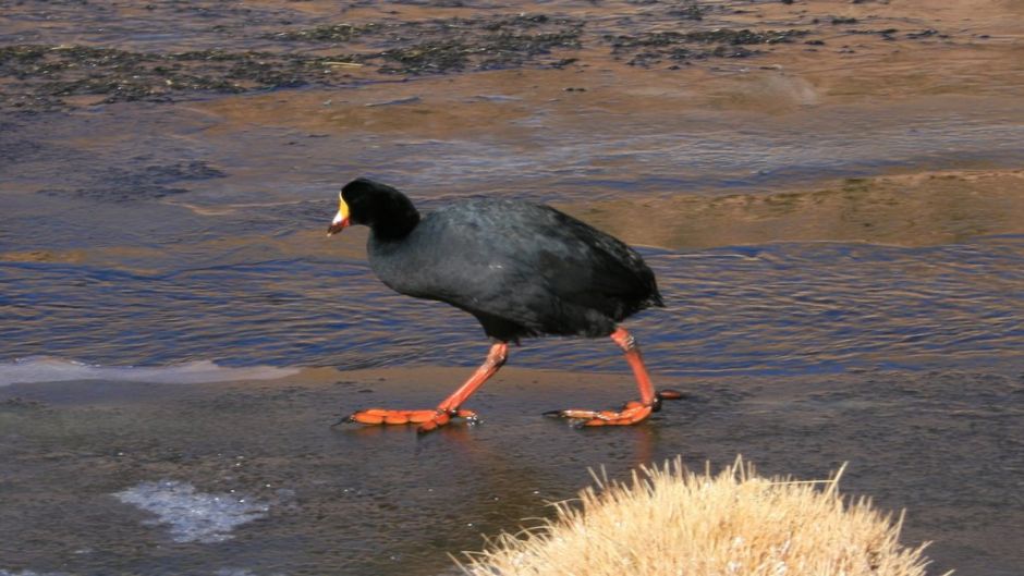 Tagua Gigante, Guia de Fauna. RutaChile.   - ARGENTINA