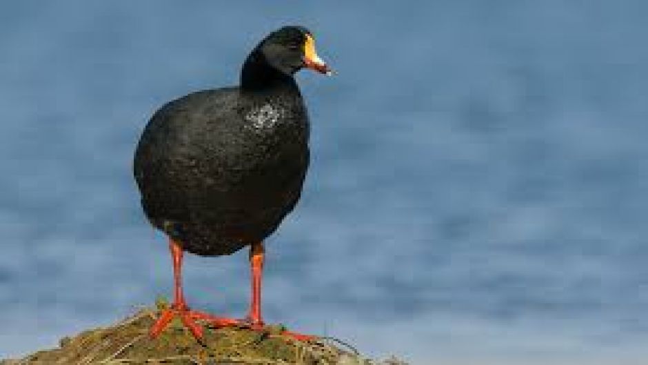 Tagua Gigante, Guia de Fauna. RutaChile.   - BOLIVIA