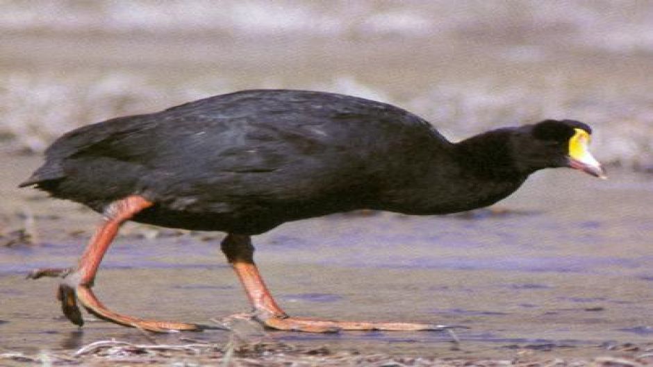 Tagua Gigante, Guia de Fauna. RutaChile.   - ARGENTINA