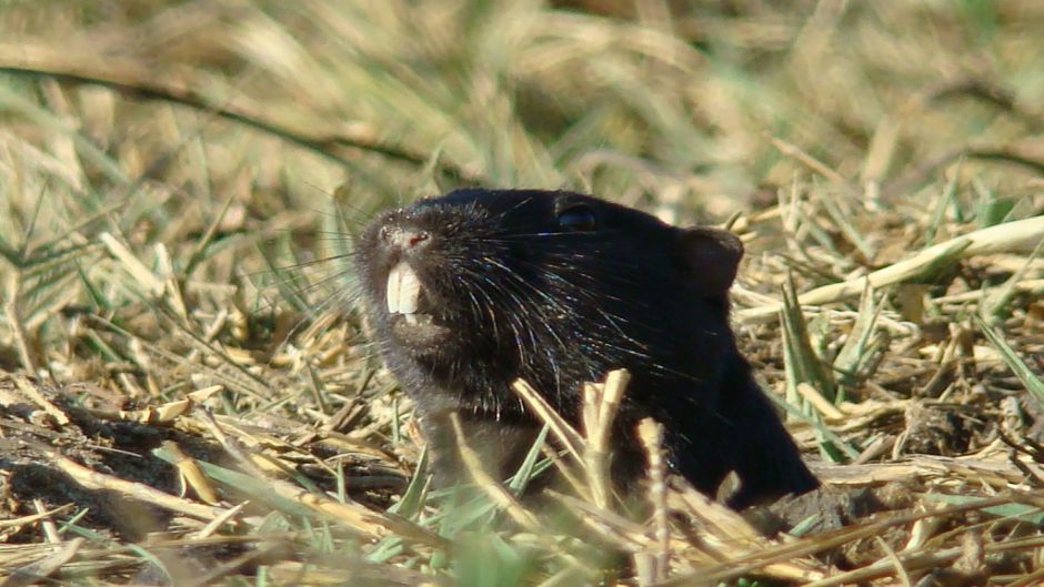 Cururo, Guia de Fauna. RutaChile.   - 