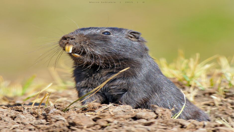 Cururo, Guia de Fauna. RutaChile.   - 