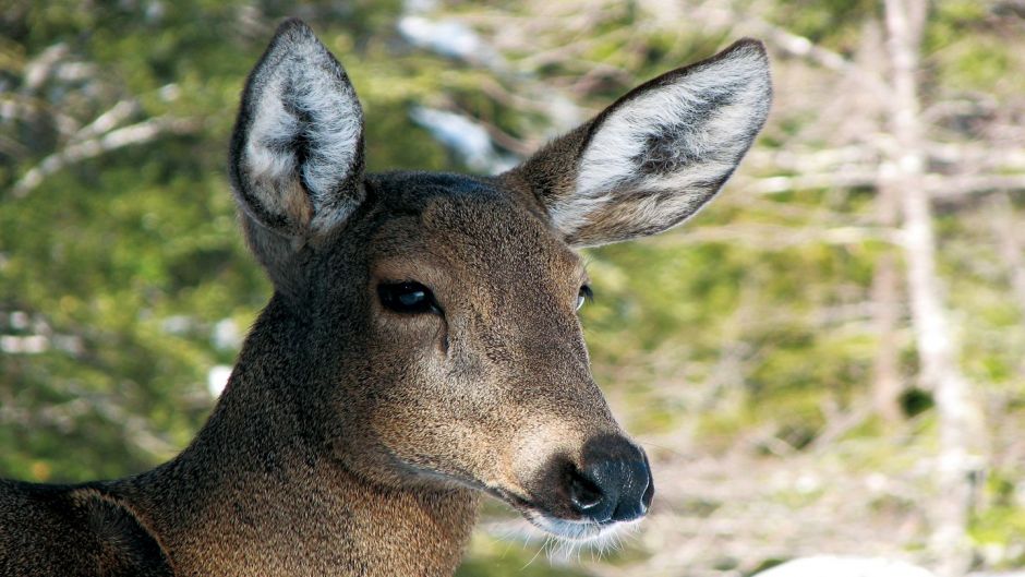 Huemul, Guia de Fauna. RutaChile.   - CHILE