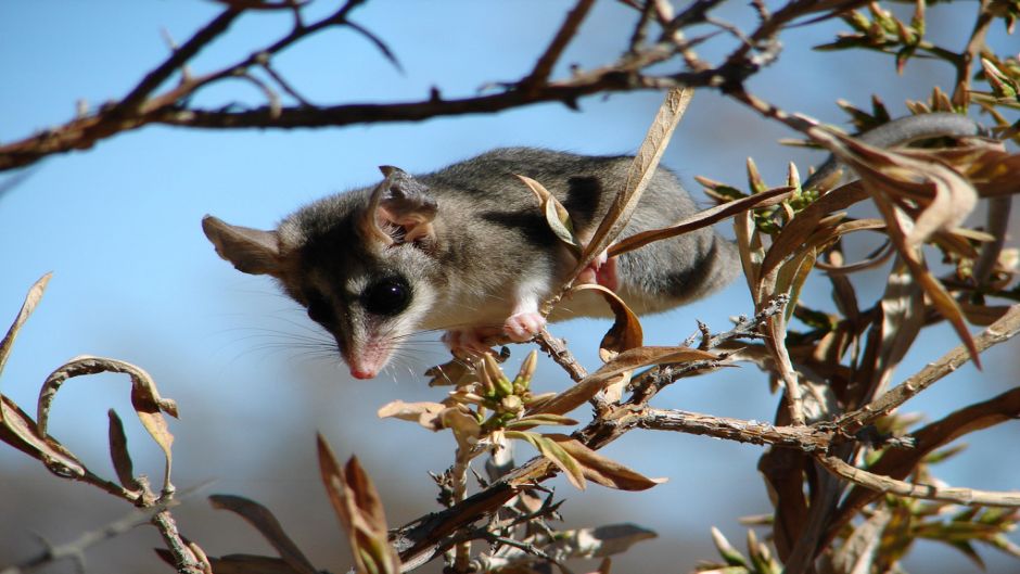 Llaca, Guia de Fauna. RutaChile.   - 