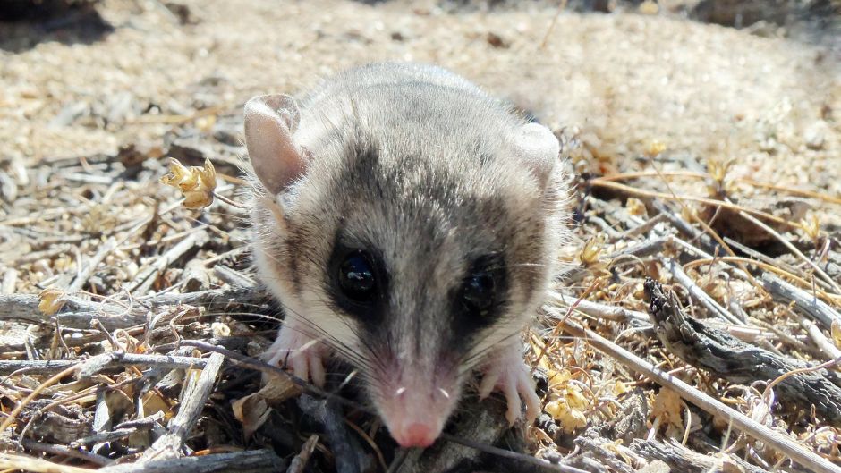 Llaca, Guia de Fauna. RutaChile.   - CHILE