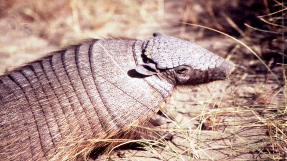 Quirquincho de la Puna, Guia de Fauna. RutaChile.   - CHILE