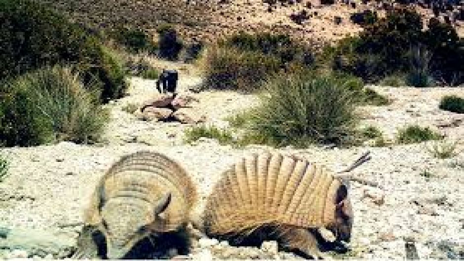 Quirquincho de la Puna, Guia de Fauna. RutaChile.   - CHILE