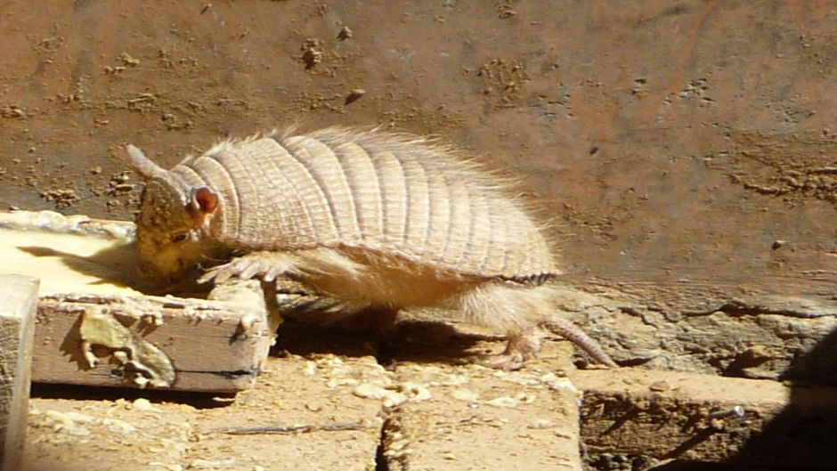 Quirquincho de la Puna, Guia de Fauna. RutaChile.   - 