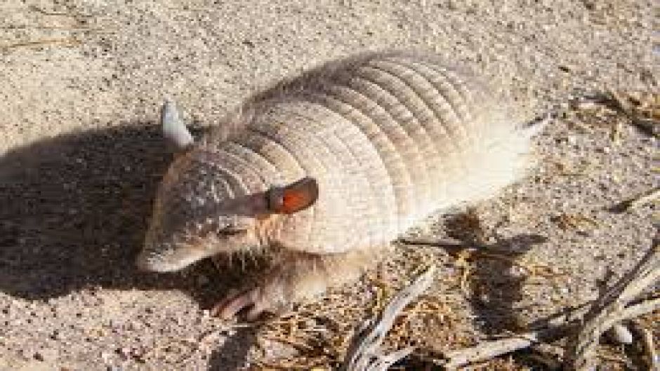 Quirquincho de la Puna, Guia de Fauna. RutaChile.   - ARGENTINA