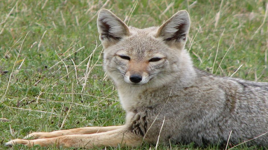 Zorro Chilla, Guia de Fauna. RutaChile.   - BOLIVIA