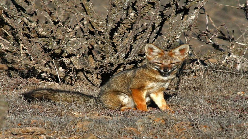 Zorro Chilla, Guia de Fauna. RutaChile.   - ARGENTINA