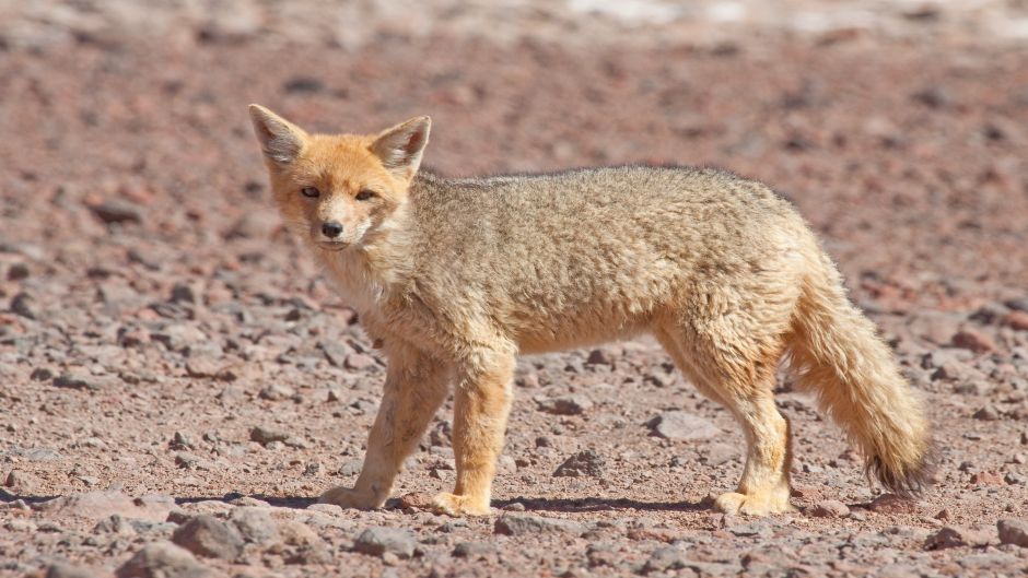 Zorro Chilla, Guia de Fauna. RutaChile.   - BOLIVIA