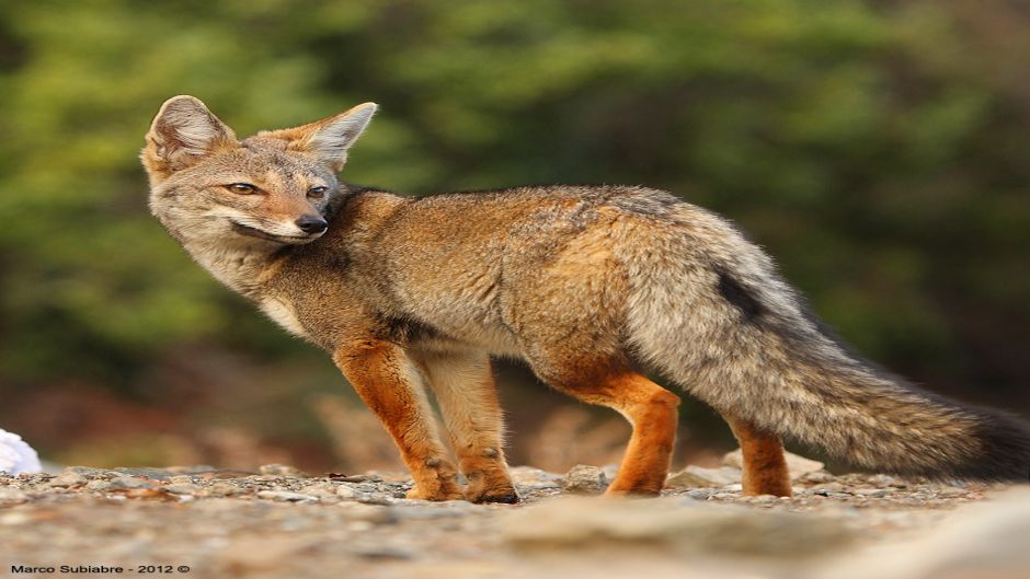 Zorro Chilla, Guia de Fauna. RutaChile.   - 