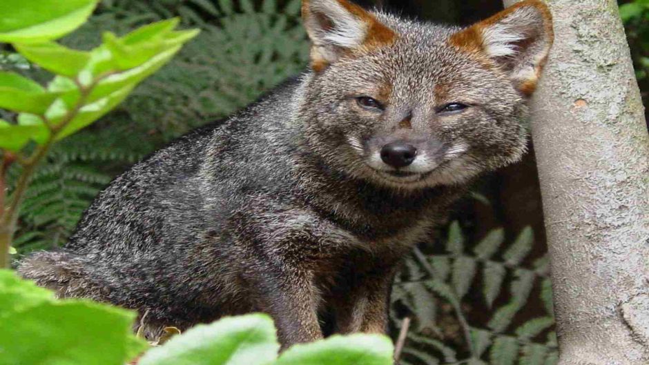 Zorro de Chiloé, Guia de Fauna. RutaChile.   - CHILE