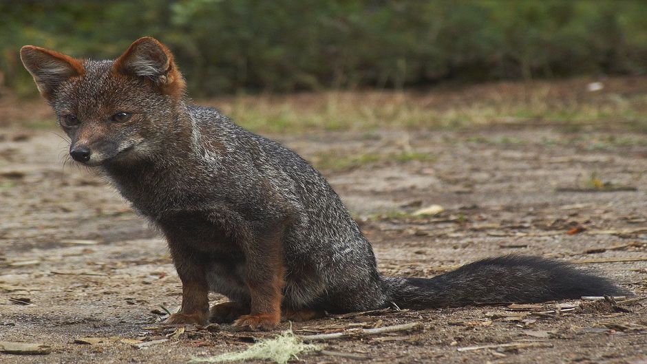 Zorro de Chiloé, Guia de Fauna. RutaChile.   - CHILE