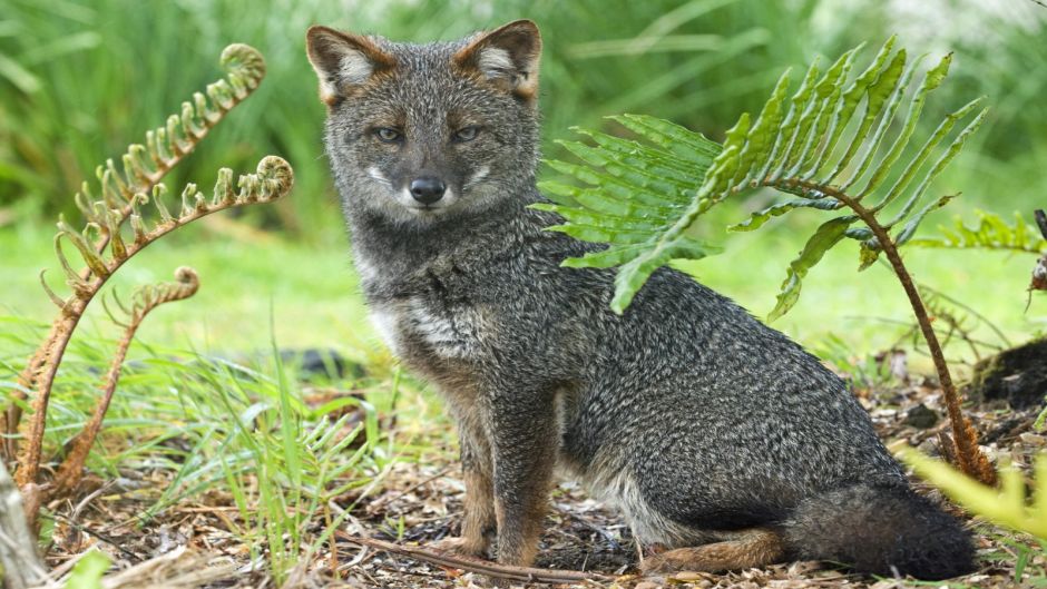 Zorro de Chiloé, Guia de Fauna. RutaChile.   - 