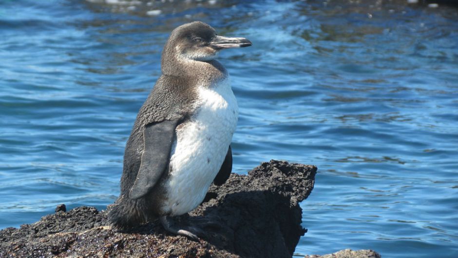 Pingüino de las Galápagos, Guia de Fauna. RutaChile.   - 