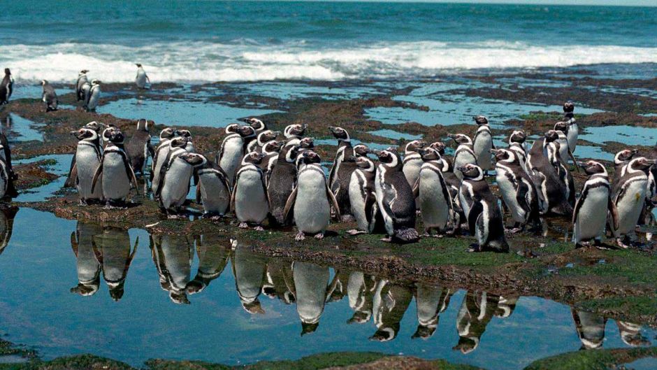 Pingüino de las Galápagos, Guia de Fauna. RutaChile.   - 