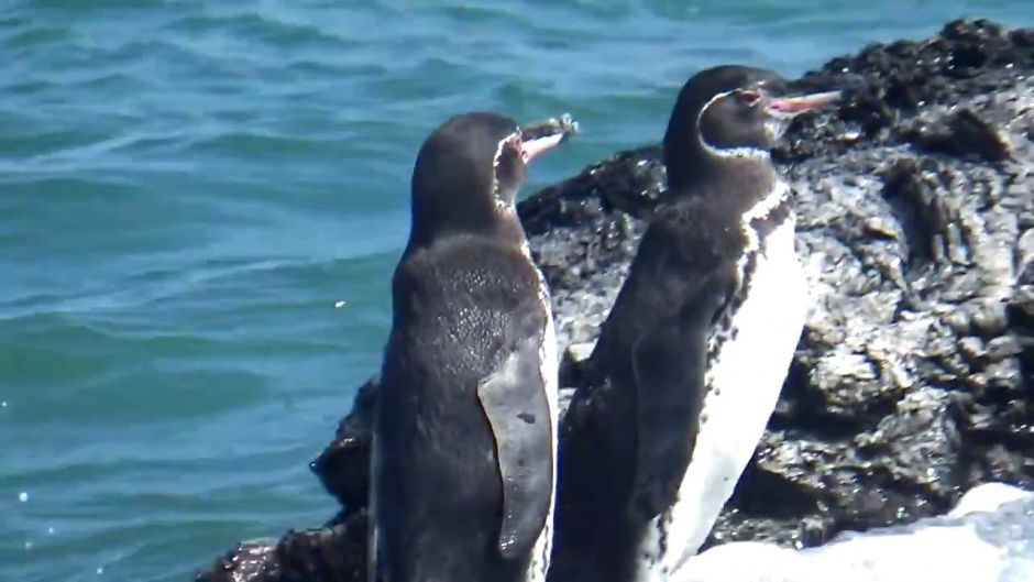 Pingüino de las Galápagos, Guia de Fauna. RutaChile.   - ECUADOR