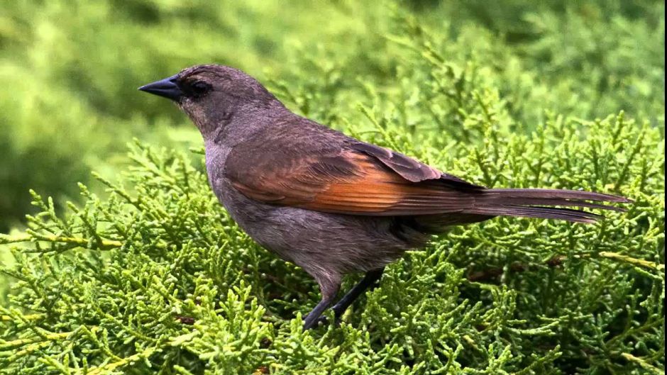 Tordo músico, Guia de Fauna. RutaChile.   - BOLIVIA