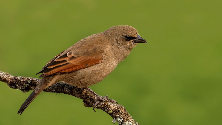 Tordo músico, Guia de Fauna. RutaChile.   - CHILE