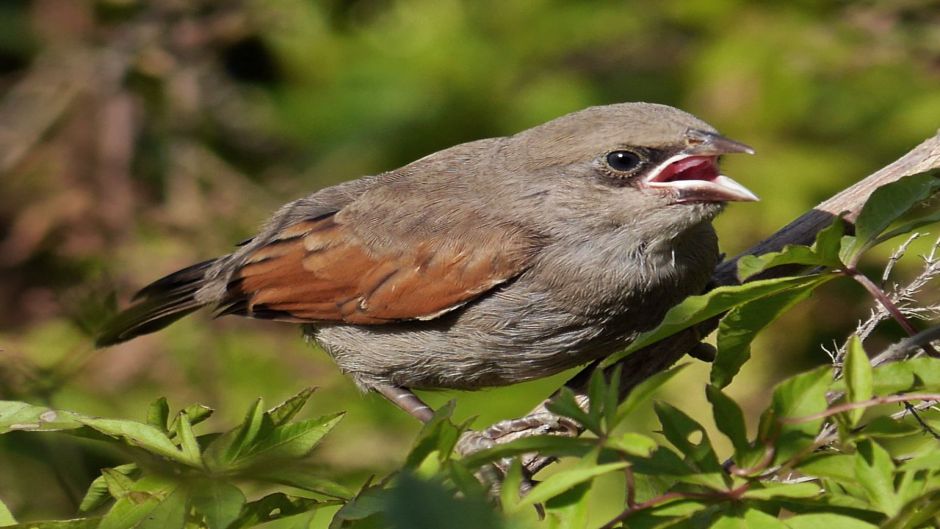 Tordo músico, Guia de Fauna. RutaChile.   - BRASIL