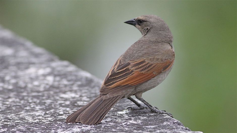 Tordo músico, Guia de Fauna. RutaChile.   - URUGUAY