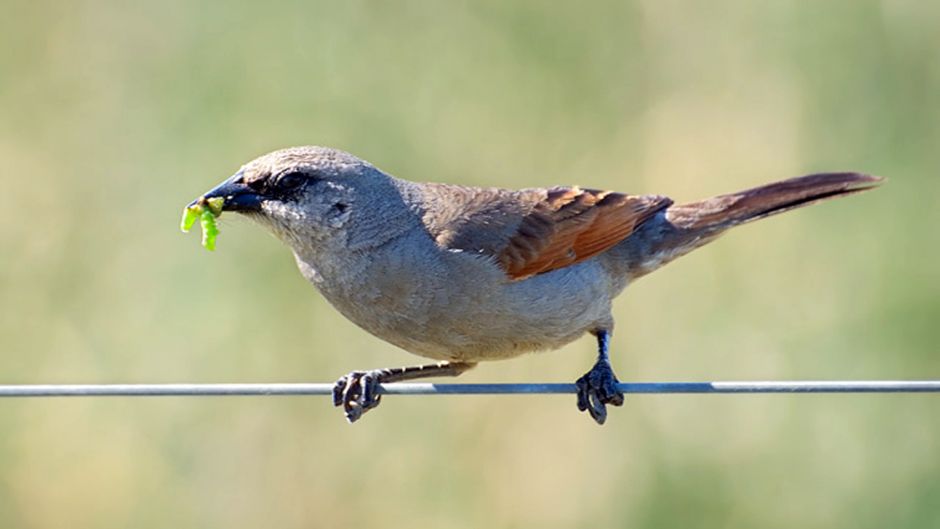 Tordo músico, Guia de Fauna. RutaChile.   - 