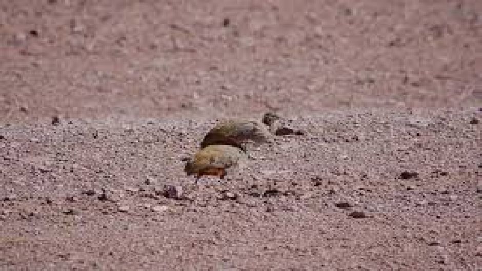 Perdiz de puna, Guia de Fauna. RutaChile.   - PERU