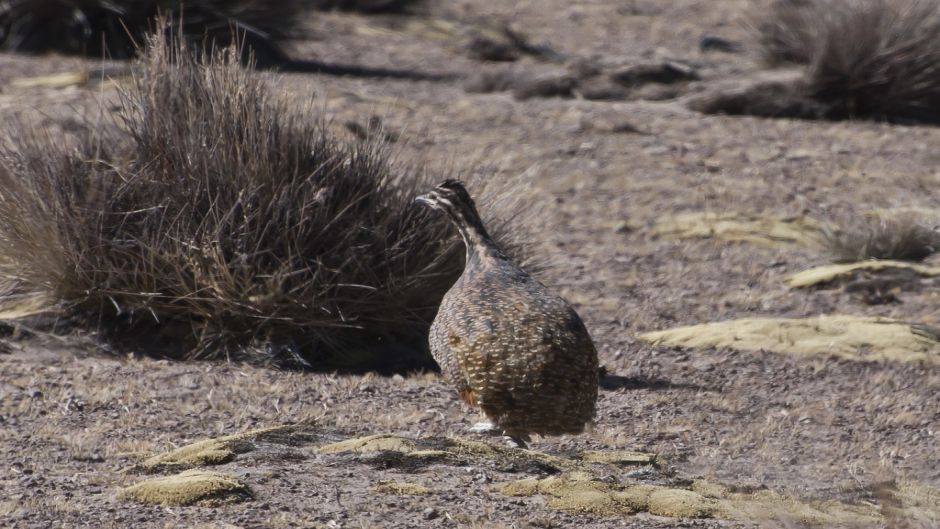 Perdiz de puna, Guia de Fauna. RutaChile.   - 