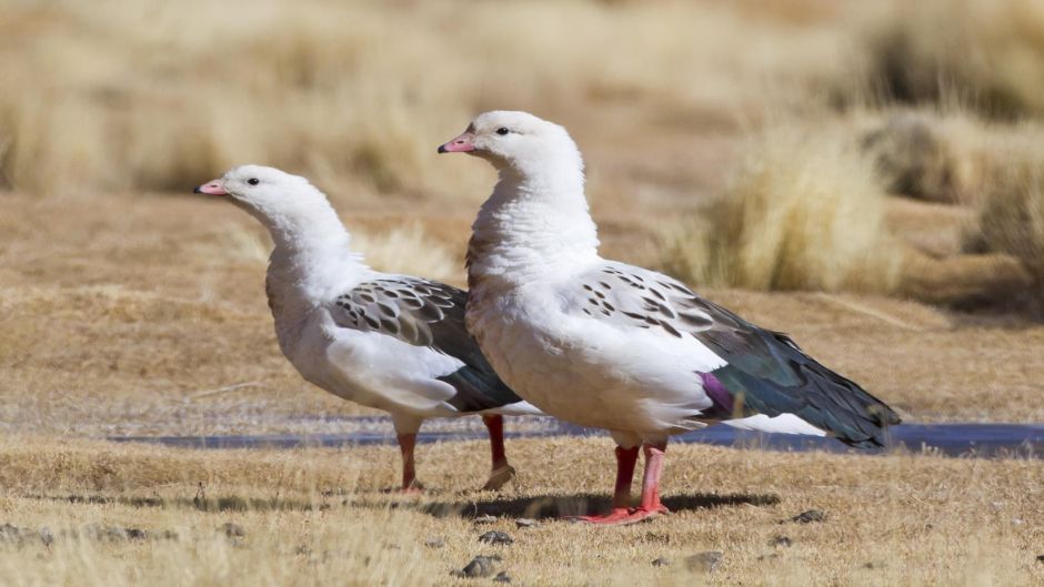 Huallata, Guia de Fauna. RutaChile.   - ARGENTINA