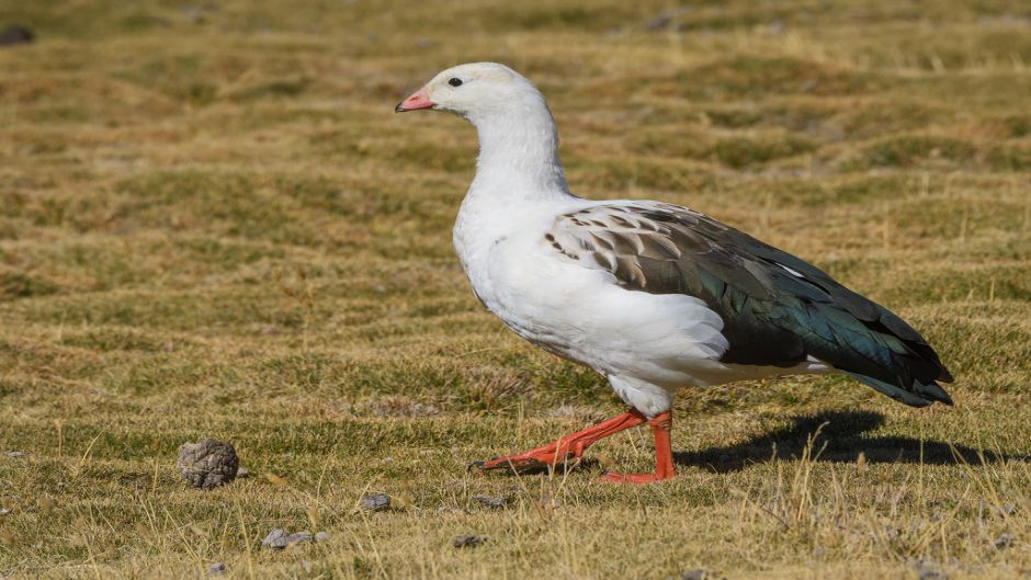 Huallata, Guia de Fauna. RutaChile.   - CHILE