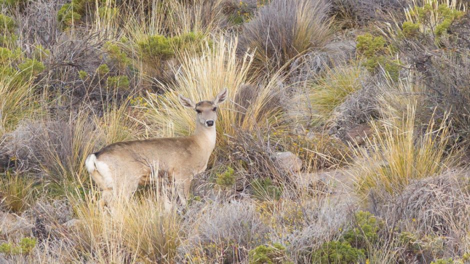 Taruca, Guia de Fauna. RutaChile.   - 