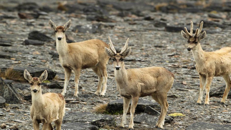 Taruca, Guia de Fauna. RutaChile.   - 