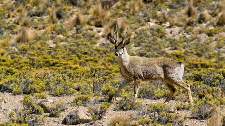 Taruca, Guia de Fauna. RutaChile.   - BOLIVIA