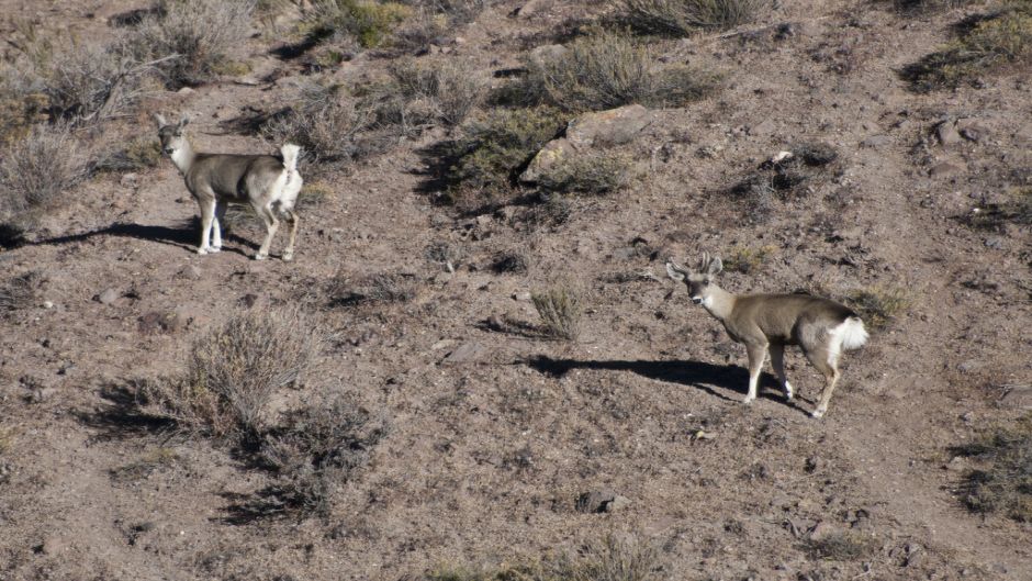 Taruca, Guia de Fauna. RutaChile.   - 