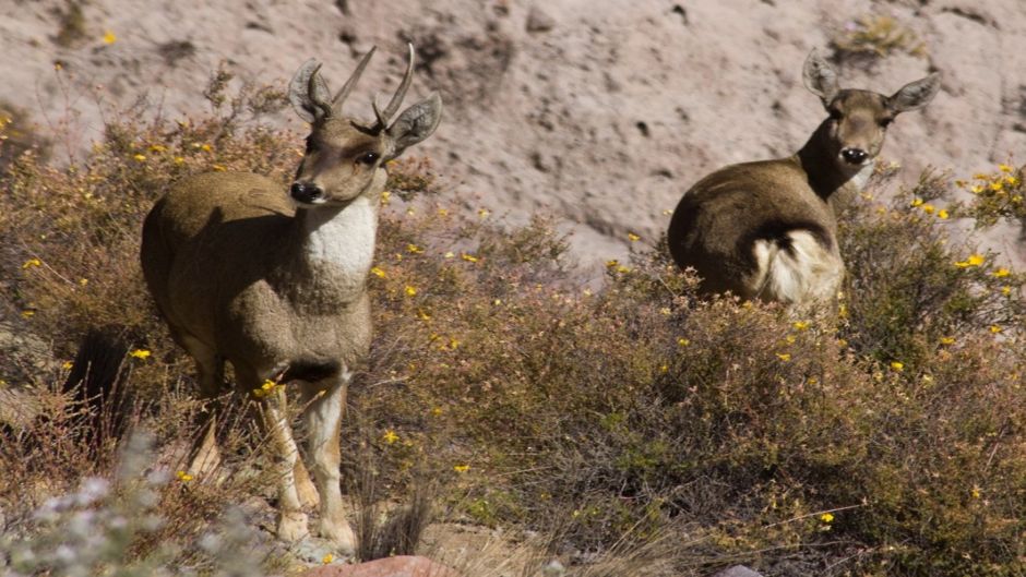 Taruca, Guia de Fauna. RutaChile.   - PERU