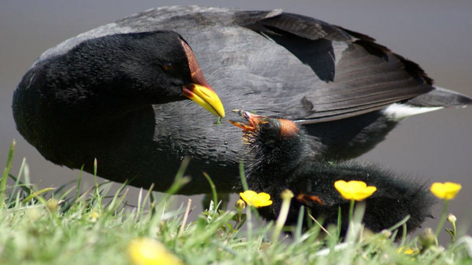 Informacion de la Tagua, Presentes en casi todos los rios y lagunas.   - URUGUAY