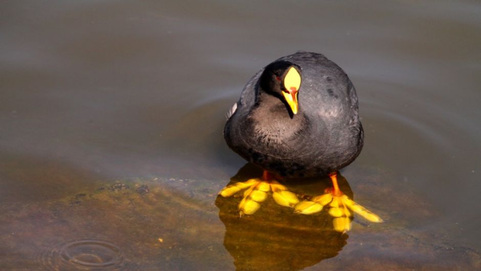 Informacion de la Tagua, Presentes en casi todos los rios y lagunas.   - URUGUAY