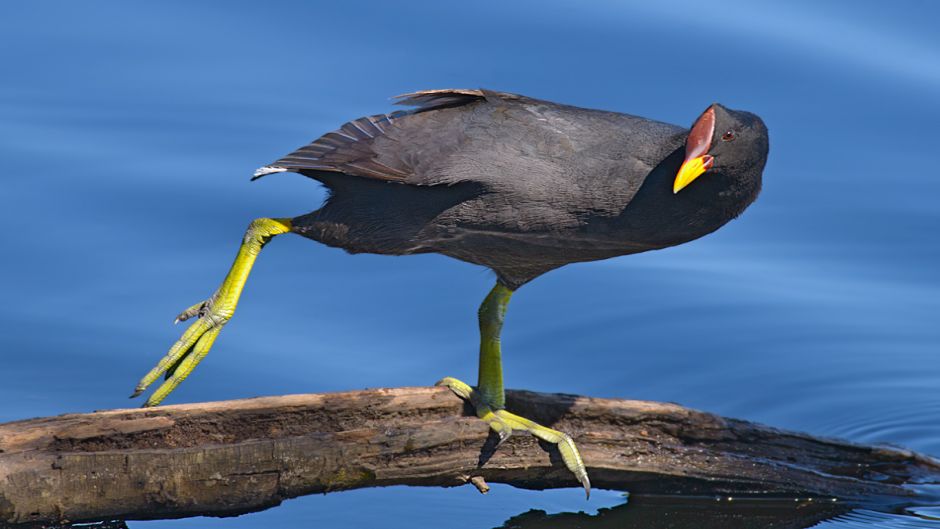 Informacion de la Tagua, Presentes en casi todos los rios y lagunas.   - BRASIL