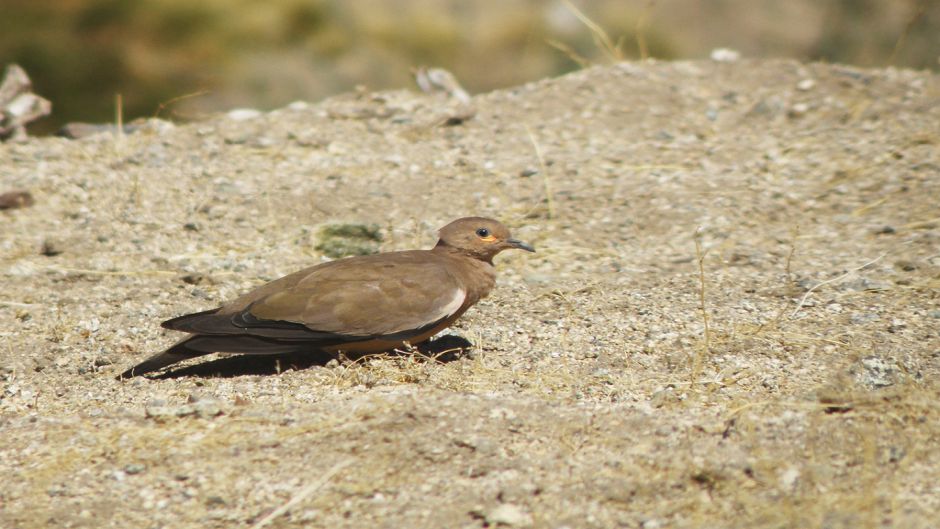 Informacion de la Tortola Cordillerana, Guia de Aves.   - ARGENTINA