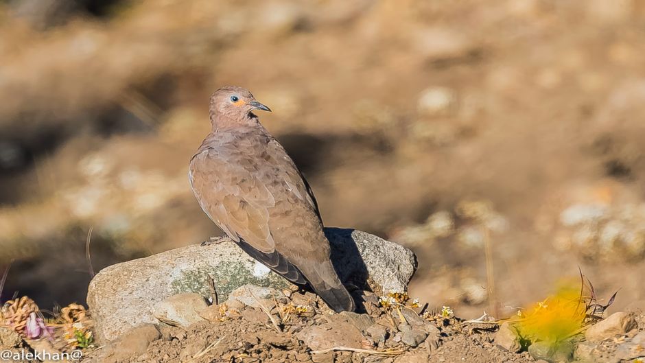 Informacion de la Tortola Cordillerana, Guia de Aves.   - 