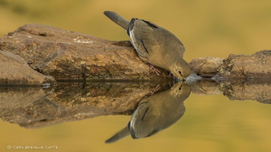 Informacion de la Tortola Cordillerana, Guia de Aves.   - CHILE