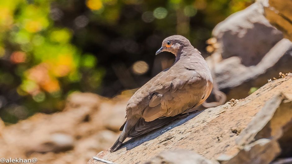 Informacion de la Tortola Cordillerana, Guia de Aves.   - 